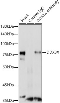 DDX3 Antibody in Immunoprecipitation (IP)