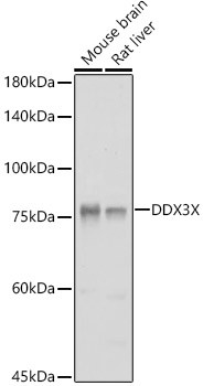 DDX3 Antibody in Western Blot (WB)