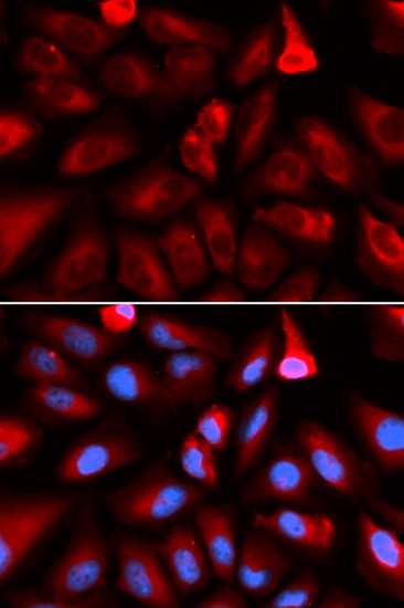 FKBP4 Antibody in Immunocytochemistry (ICC/IF)