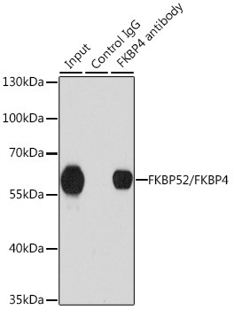 FKBP4 Antibody in Immunoprecipitation (IP)