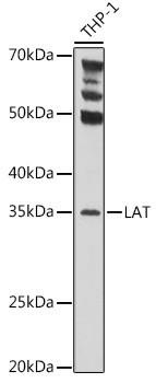 LAT Antibody in Western Blot (WB)