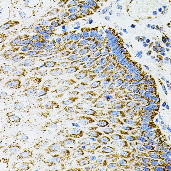 Epo Antibody in Immunohistochemistry (Paraffin) (IHC (P))