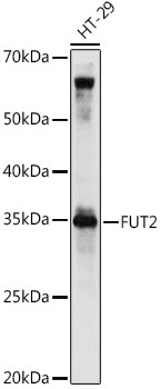 FUT2 Antibody in Western Blot (WB)