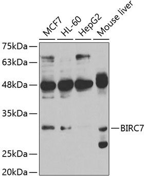 Livin Antibody in Western Blot (WB)