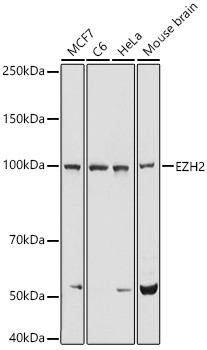 EZH2 Antibody in Western Blot (WB)