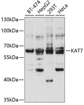 MYST2 Antibody in Western Blot (WB)