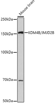 JMJD2B Antibody in Western Blot (WB)