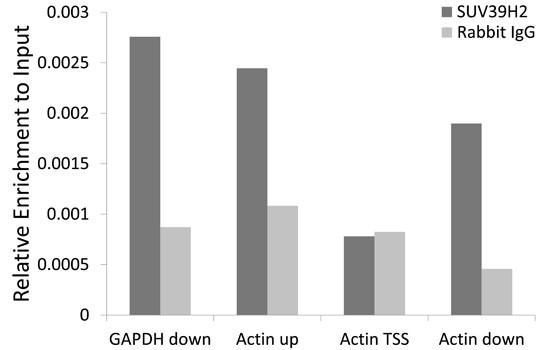 SUV39H2 Antibody in ChIP Assay (ChIP)