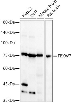 FBXW7 Antibody in Western Blot (WB)