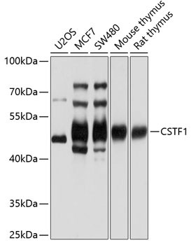 CSTF1 Antibody in Western Blot (WB)