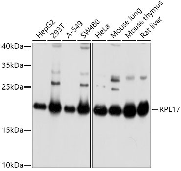 RPL17 Antibody in Western Blot (WB)