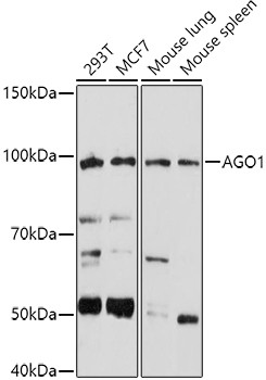 AGO1 Antibody in Western Blot (WB)