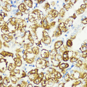 PRAS40 Antibody in Immunohistochemistry (Paraffin) (IHC (P))