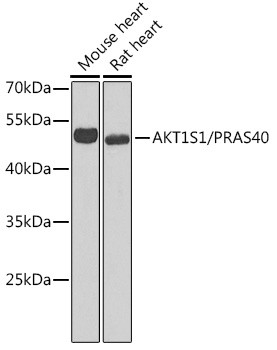 PRAS40 Antibody in Western Blot (WB)