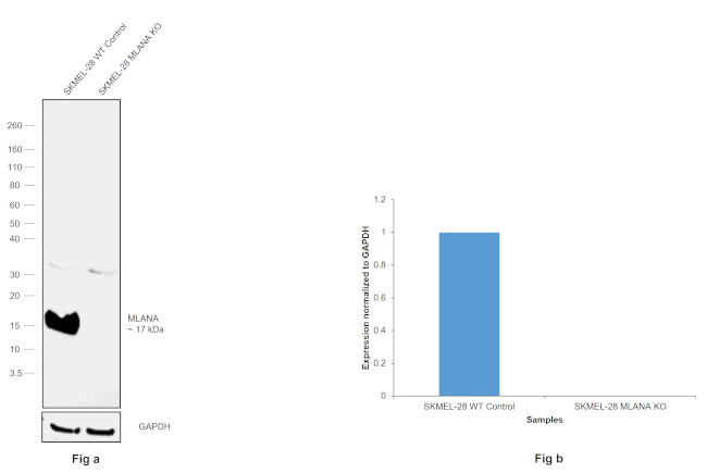 Melan-A Antibody in Western Blot (WB)