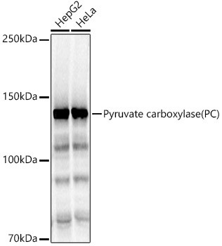 Pyruvate Carboxylase Antibody in Western Blot (WB)