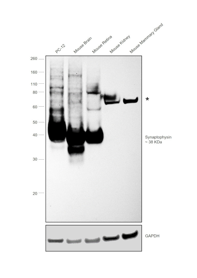 Synaptophysin Antibody in Western Blot (WB)