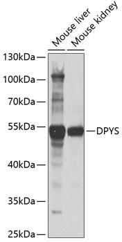 DPYS Antibody in Western Blot (WB)