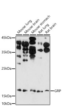 GRP Antibody in Western Blot (WB)