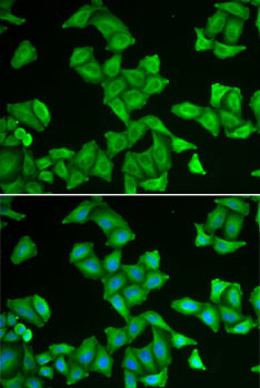 COX5A Antibody in Immunocytochemistry (ICC/IF)