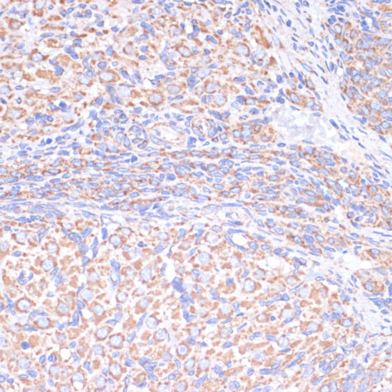 COX5A Antibody in Immunohistochemistry (Paraffin) (IHC (P))