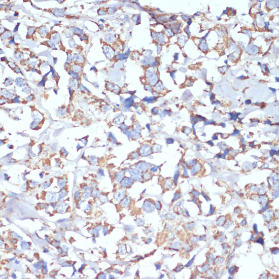 COX5A Antibody in Immunohistochemistry (Paraffin) (IHC (P))