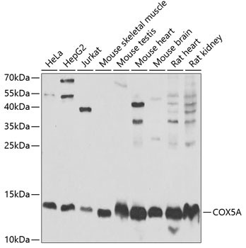 COX5A Antibody in Western Blot (WB)