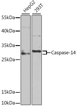 Caspase 14 Antibody in Western Blot (WB)