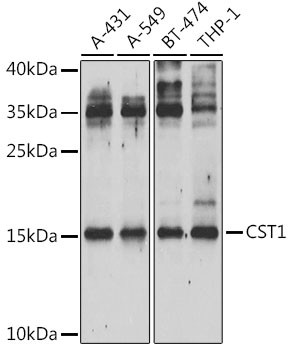 CST1 Antibody in Western Blot (WB)