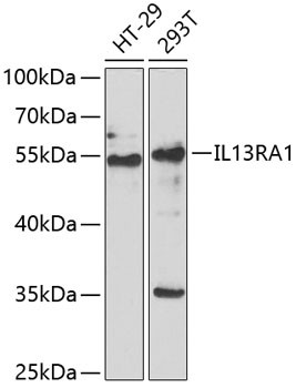 IL13RA1 Antibody in Western Blot (WB)