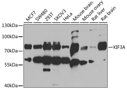 KIF3A Antibody in Western Blot (WB)