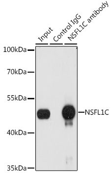 NSFL1C Antibody in Immunoprecipitation (IP)