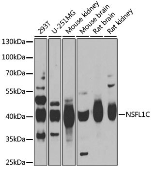 NSFL1C Antibody in Western Blot (WB)