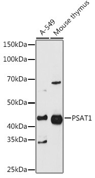 PSAT1 Antibody in Western Blot (WB)