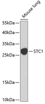 STC1 Antibody in Western Blot (WB)