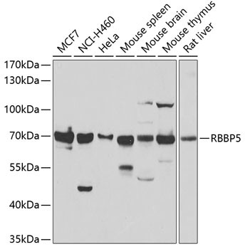 RBBP5 Antibody in Western Blot (WB)