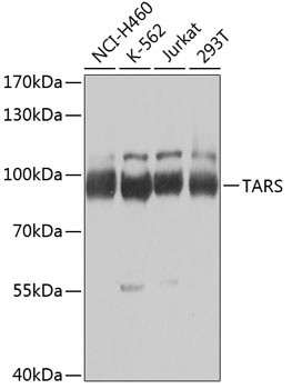 TARS Antibody in Western Blot (WB)