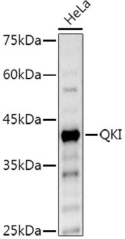 QKI Antibody in Western Blot (WB)