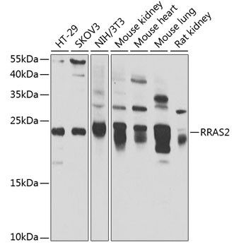 RRAS2 Antibody in Western Blot (WB)