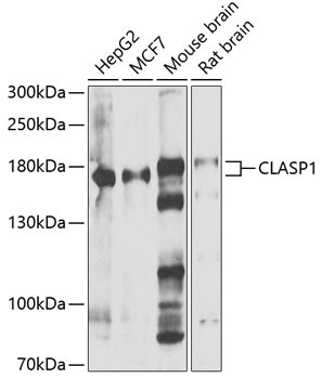 CLASP1 Antibody in Western Blot (WB)