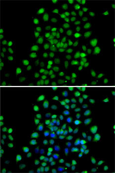 NTMT1 Antibody in Immunocytochemistry (ICC/IF)