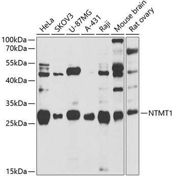 NTMT1 Antibody in Western Blot (WB)