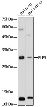 ELF5 Antibody in Western Blot (WB)