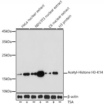 H3K14ac Antibody in Western Blot (WB)