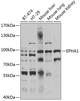 EphA1 Antibody in Western Blot (WB)