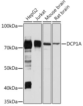 DCP1A Antibody in Western Blot (WB)