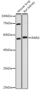 RAR gamma-1,2 Antibody in Western Blot (WB)