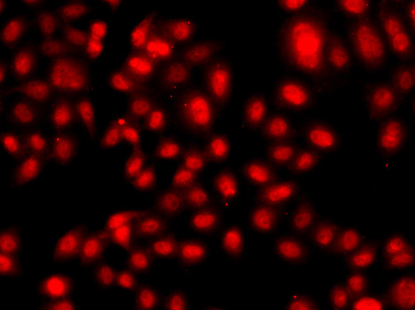 TEF5 Antibody in Immunocytochemistry (ICC/IF)