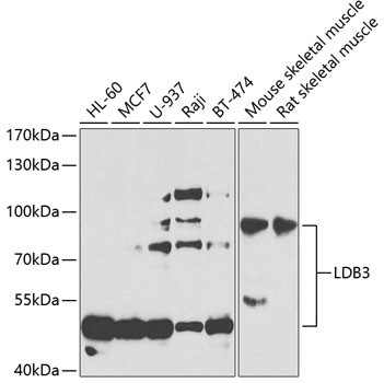 LDB3 Antibody in Western Blot (WB)