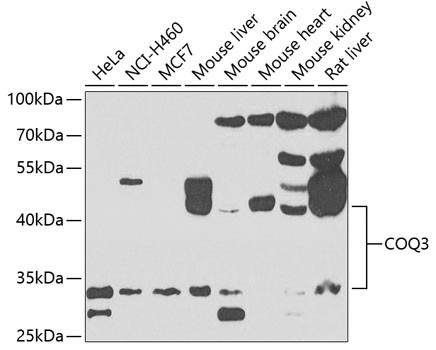 COQ3 Antibody in Western Blot (WB)